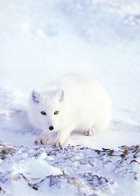 [ArcticFox_cover-Sitting_on_snow.jpg]