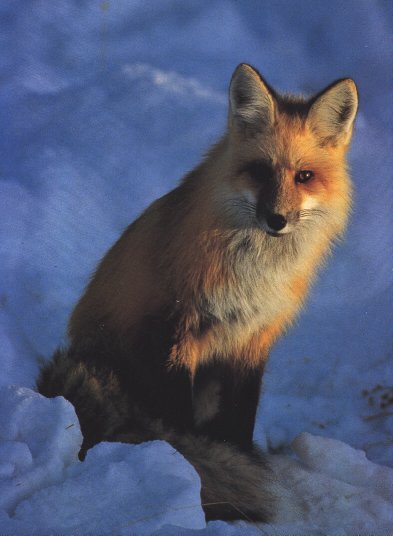 [Calender-June_98-RedFox-Sitting_in_snow.jpg]