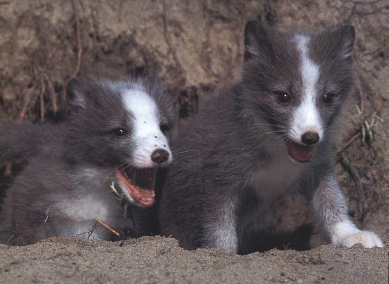 [Calender-March_98-ArcticFoxes-2Pups.jpg]
