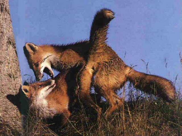 [Foxes-Mating3.jpg]