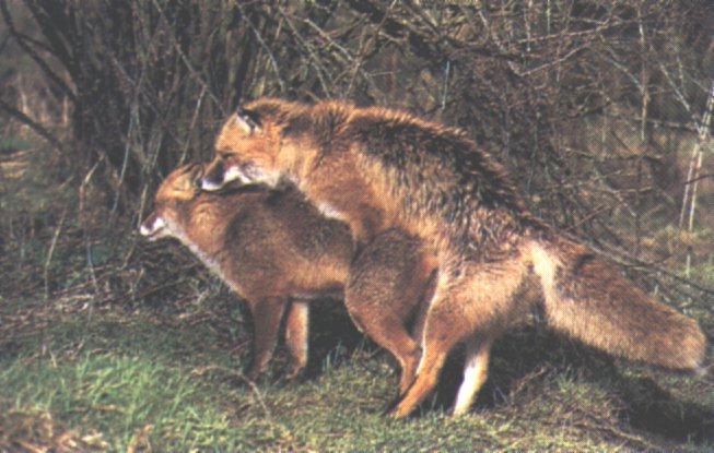 [Foxes-Mating5.jpg]