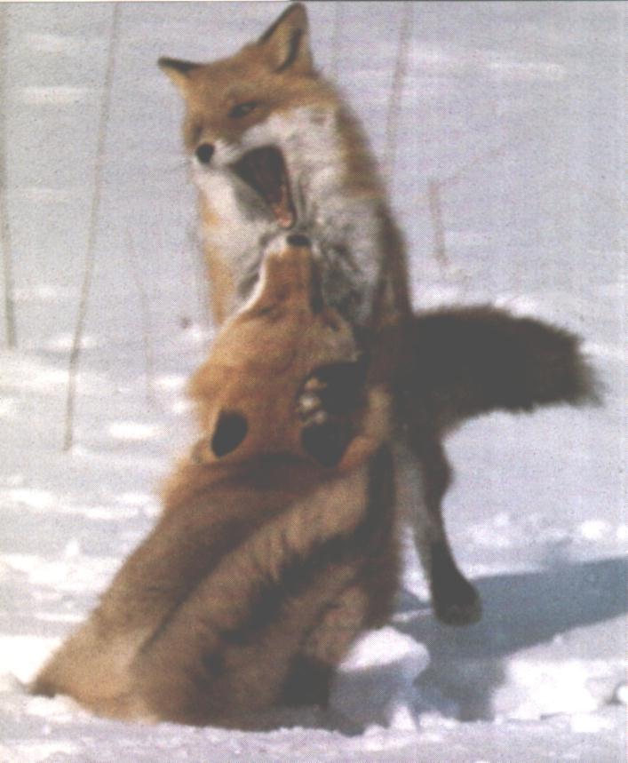 [Foxes-Mating6.jpg]