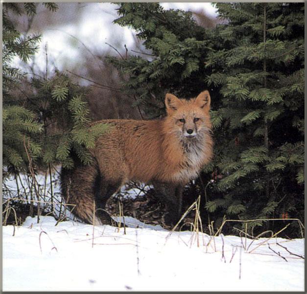 [RedFox86-Stands_at_edge_of_snow_forest.jpg]
