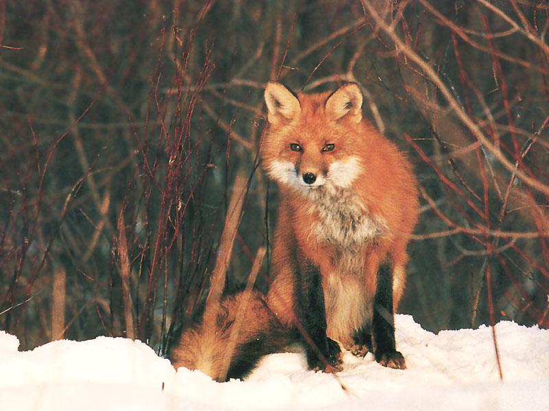 [RedFox_117-Sitting_on_snow_forest.jpg]