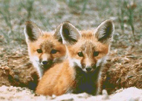 [RedFoxes1-2Pups.jpg]
