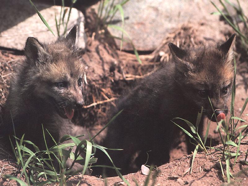 [RedFoxes_103-2puppies_out_of_burrow.jpg]