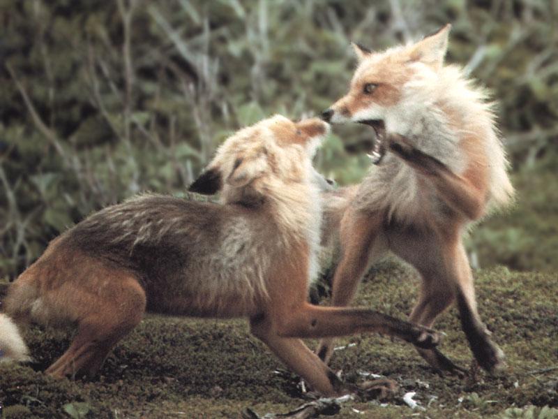 [RedFoxes_105-fighting.jpg]