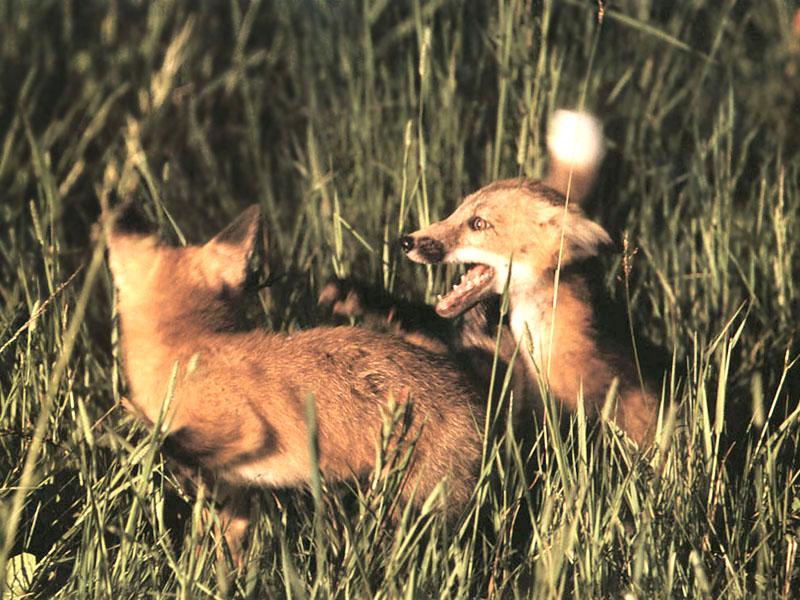 [RedFoxes_107-fighting.jpg]