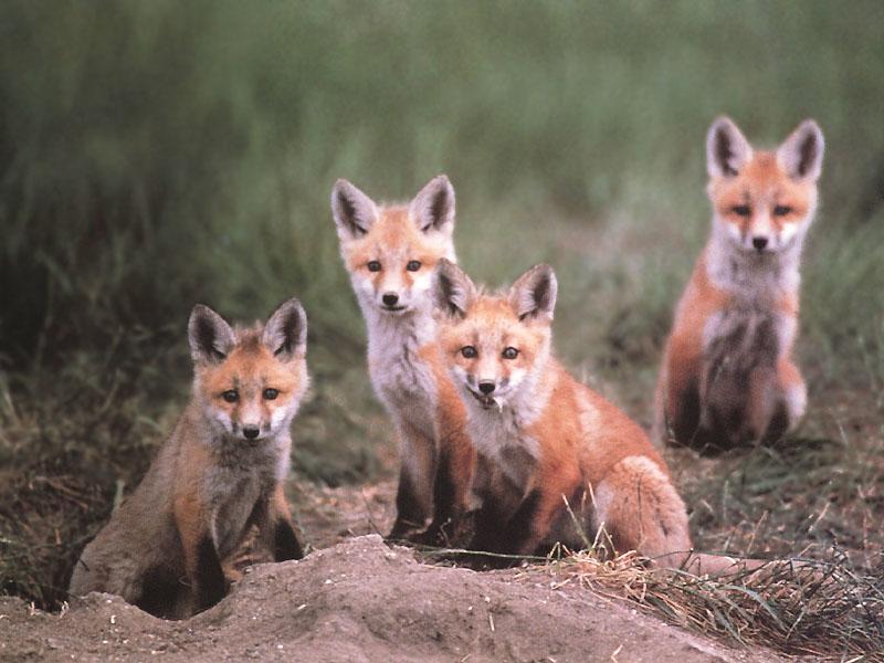 [RedFoxes_109-4Puppies.jpg]