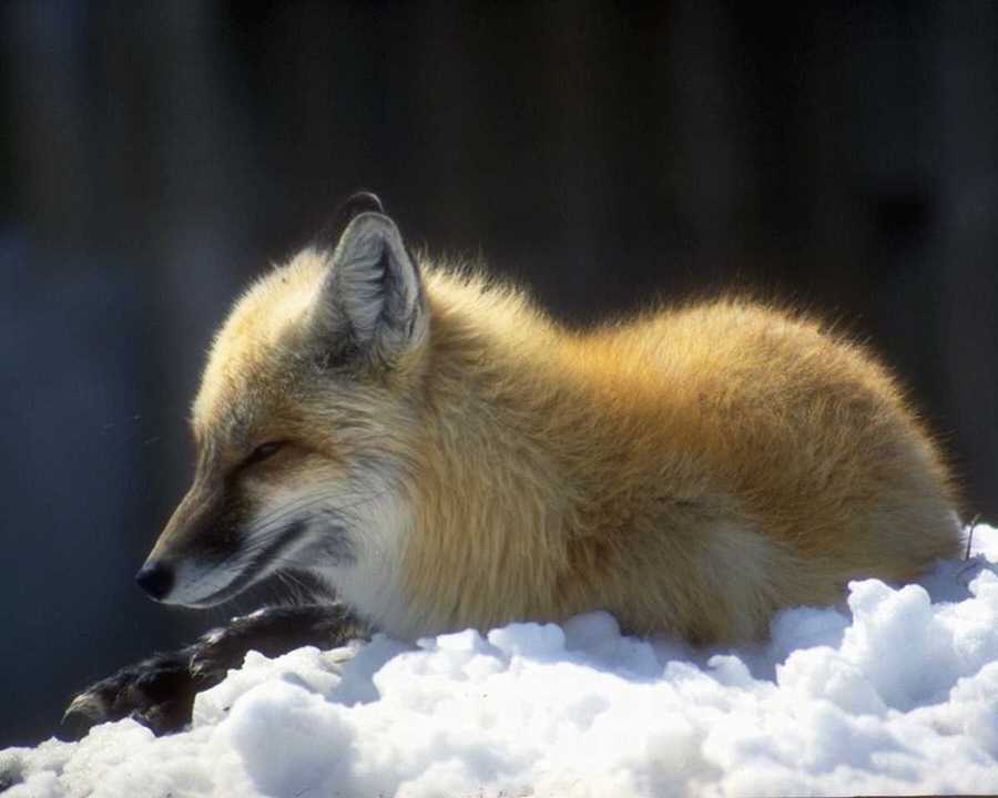 [animalwild093-RedFox-Sitting_on_snow.jpg]