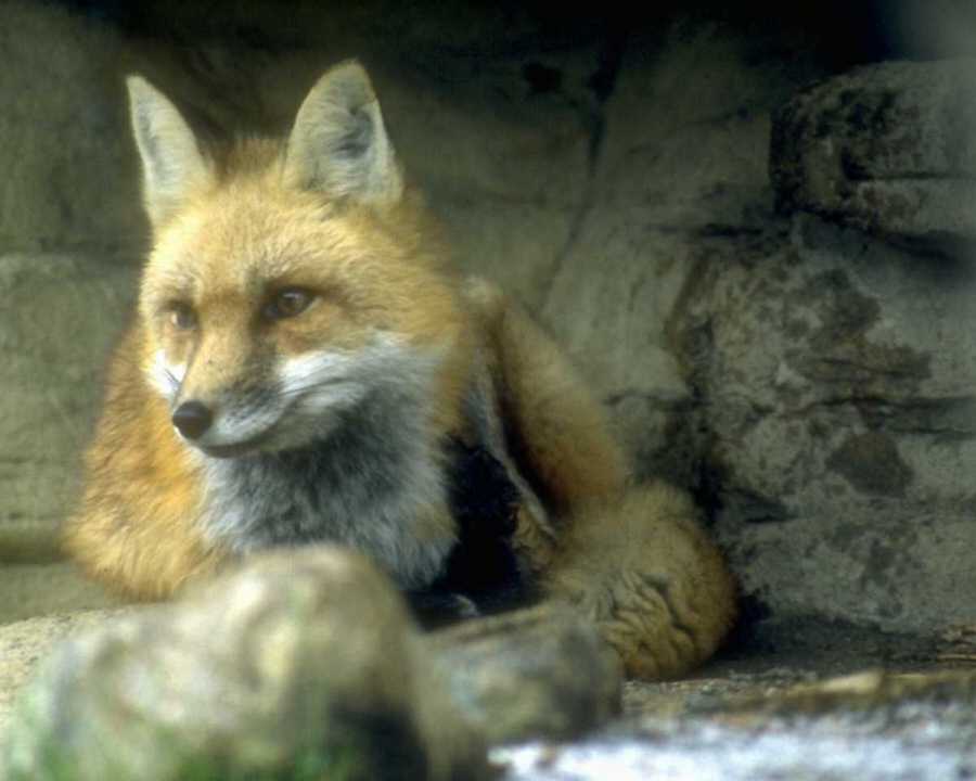 [animalwild094-RedFox-Relaxing-UnderRocks.jpg]