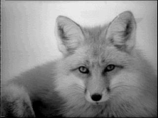 [fox-1.jpg]