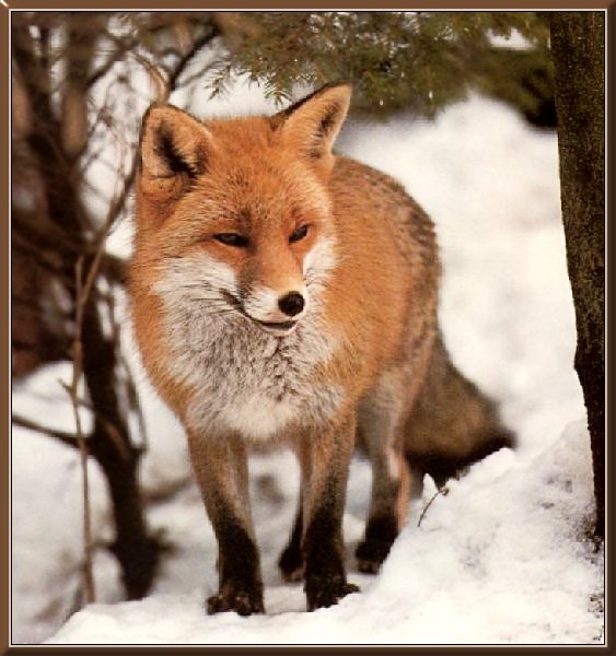 [red fox 56.jpg]