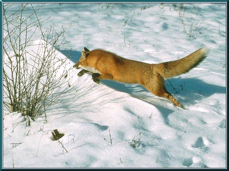 [red_fox_16-chasing_on_snow.jpg]