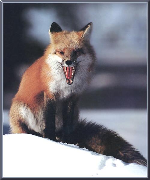 [red_fox_17-snarls_on_snow.jpg]