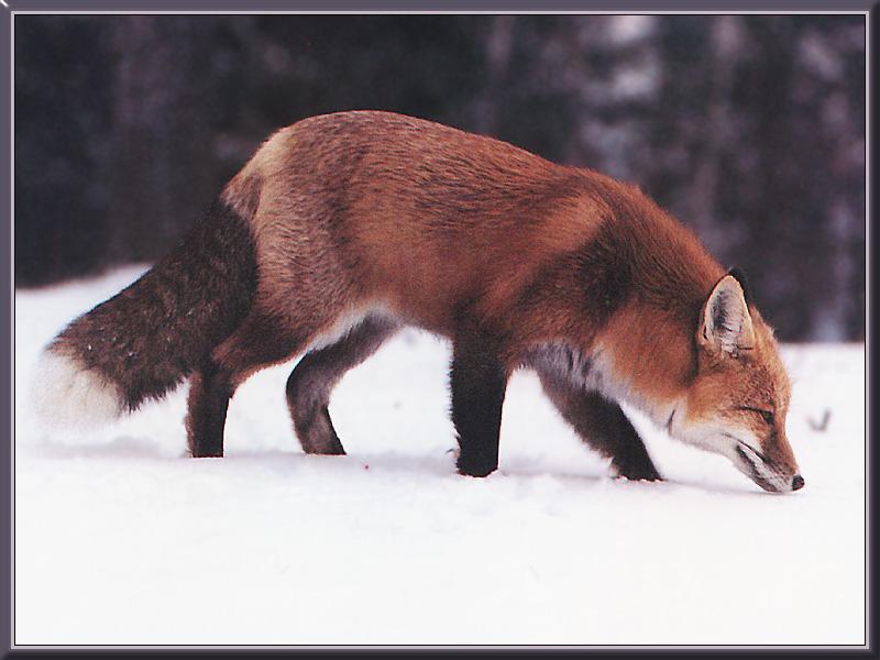 [red_fox_23-searching_on_snow.jpg]