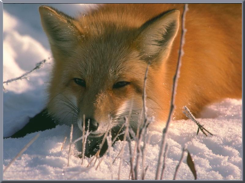 [red_fox_26-on_snow-Closeup.jpg]