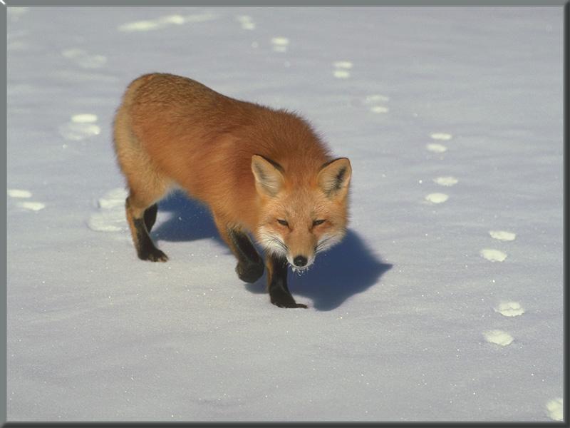 [red_fox_28-sleepy_walk_on_snow.jpg]