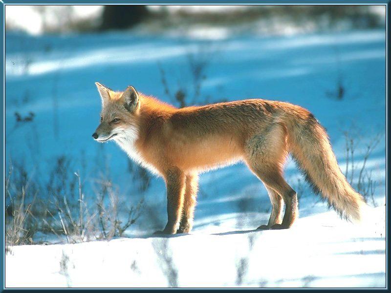 [red_fox_42-stanting_on_snow.jpg]