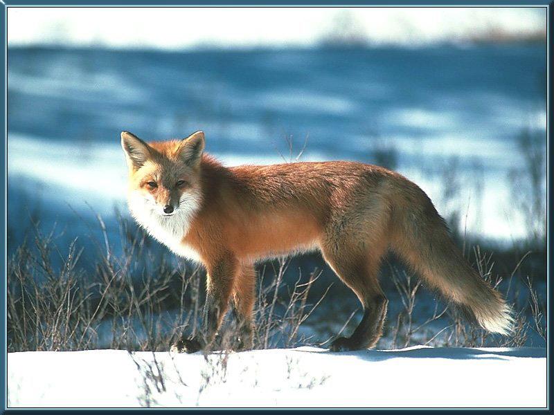 [red_fox_43-stanting_on_snow.jpg]