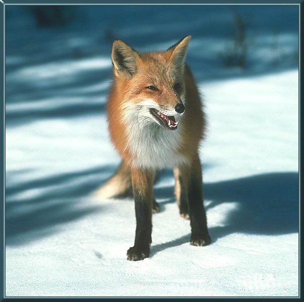 [red_fox_48-snarls_on_snow.jpg]