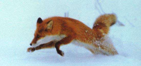 [redfox_Chaser-Jumping_in_snow.jpg]