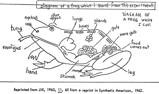 [Chart_of_a_dissected_frog-Diagram.gif]