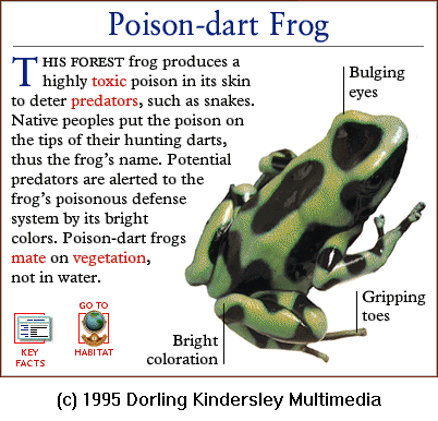 [DKMMNature-Amphibian-PoisonDartFrog.gif]