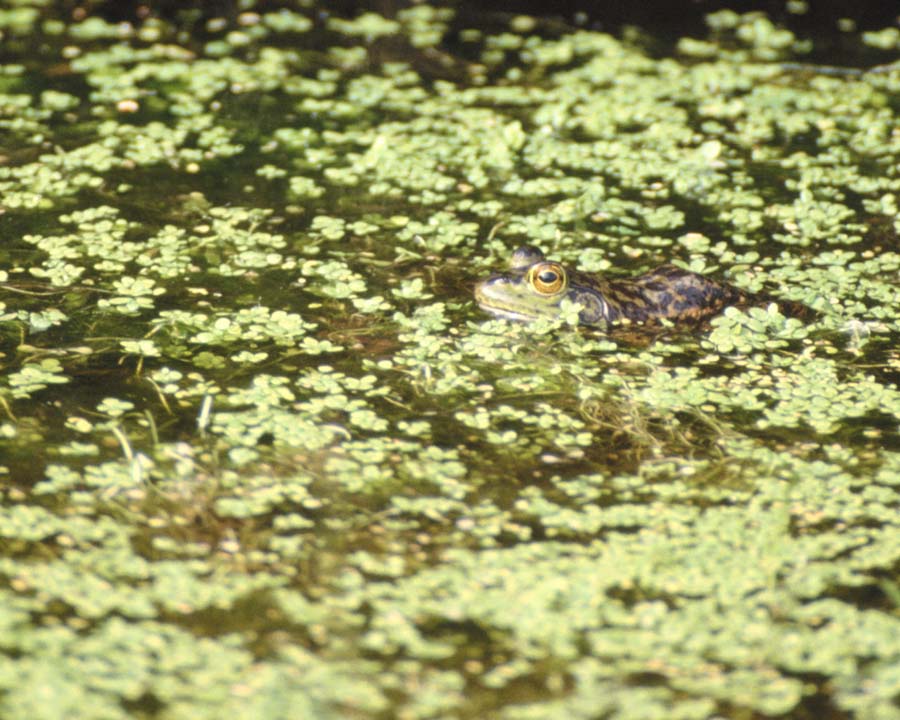 [adf50112-Bullfrog-In_swamp.jpg]