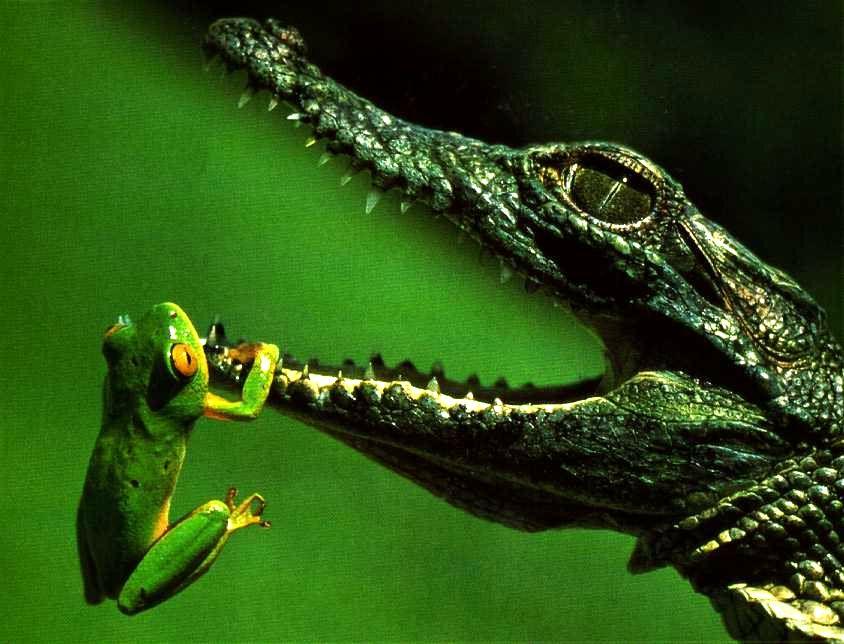 [crocodile_and_frog.jpg]