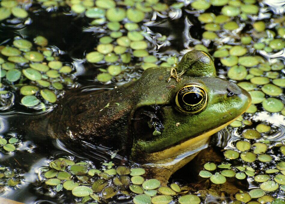 [frog9915-Bullfrog.jpg]