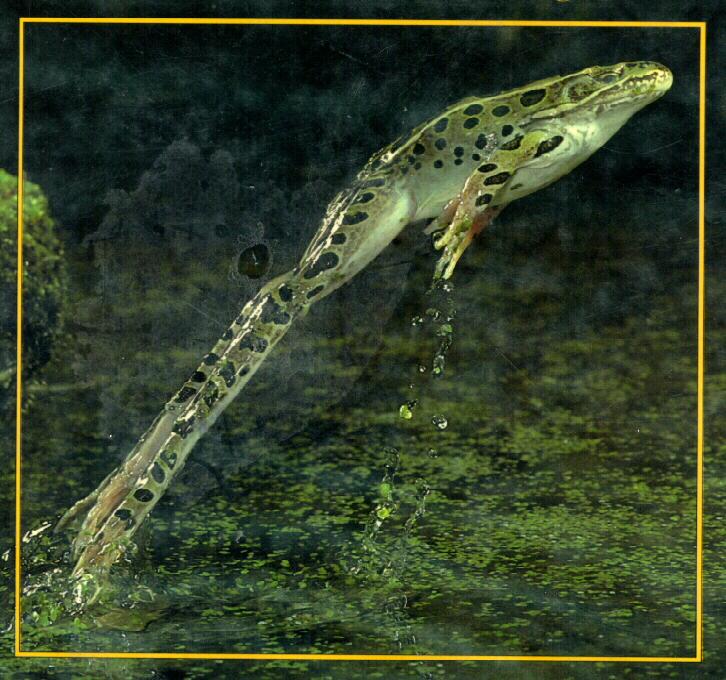 [frog9938-LeopardFrog-Jumping.jpg]