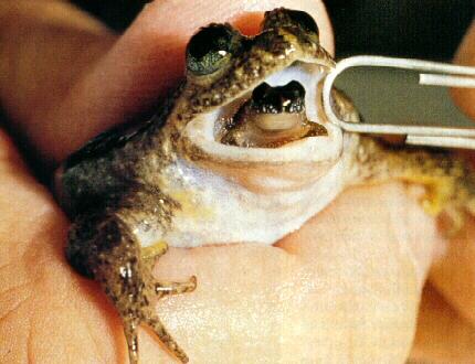 [frog9953-GastricBroodingFrog-MomNBaby.jpg]
