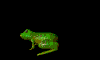 [froggy2-jumping-animated.gif]