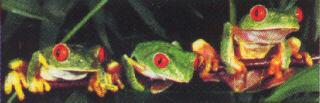 [frogs20001-Red-eyedTreeFrogs.jpg]