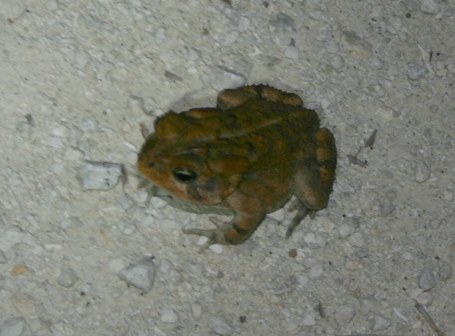 [toad 1.jpg]