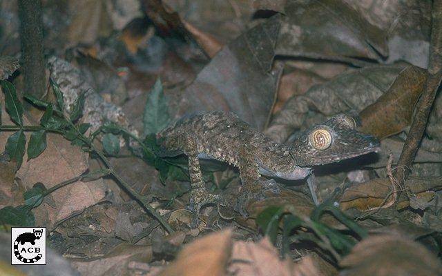 [MadagascarLeaf-tailedGecko-Uroplatus_fimbriatus.jpg]