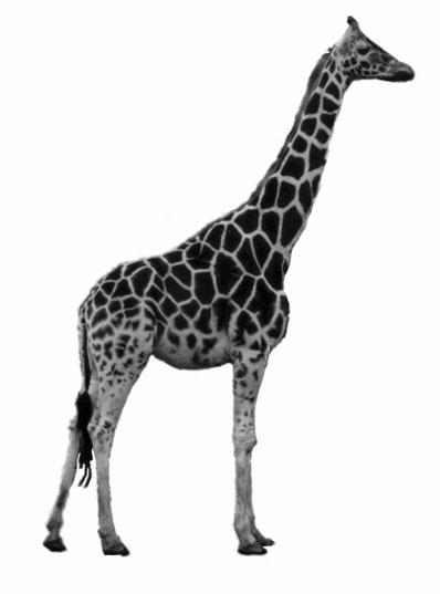 [Giraffe.jpg]