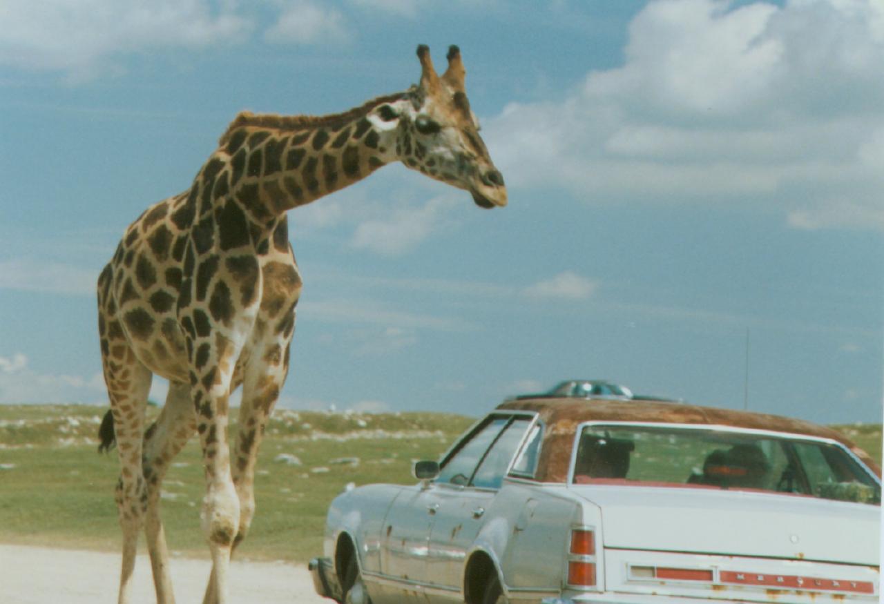 [Giraffe_car.jpg]