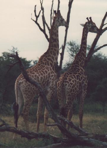 [Giraffes-2.jpg]