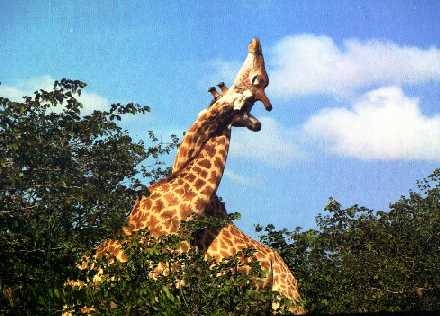 [Giraffes5-Necking_each_other.jpg]