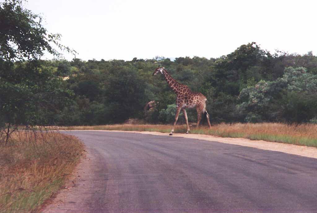 [KrugerNationalPark-r3_giraffe03_low-CrossingRoad.jpg]