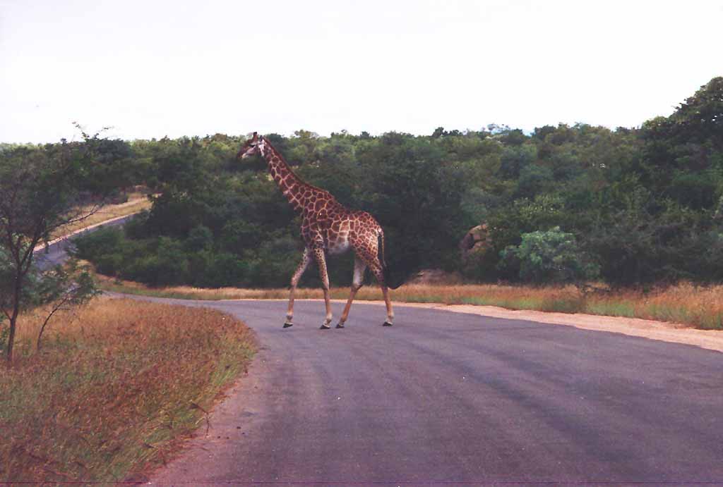 [KrugerNationalPark-r3_giraffe04_low-CrossingRoad.jpg]