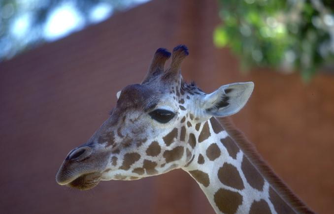 [Photo066-Giraffe-Head-Closeup.jpg]