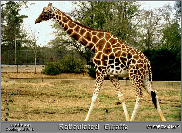 [ReticulatedGiraffe_Walking-JacksonZoologicalPark.jpg]