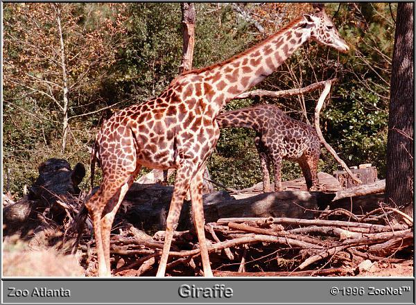 [ReticulatedGiraffe_in_the_trees-ZooAtlanta.jpg]