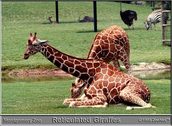[ReticulatedGiraffes-Sitting_on_grass-MontgomeryZoo.jpg]