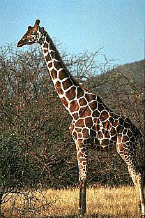 [SDZ_0079-Giraffe.jpg]