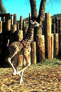 [SDZ_0081-BabyGiraffe-Run.jpg]
