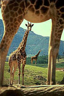 [SDZ_0082-Giraffes.jpg]